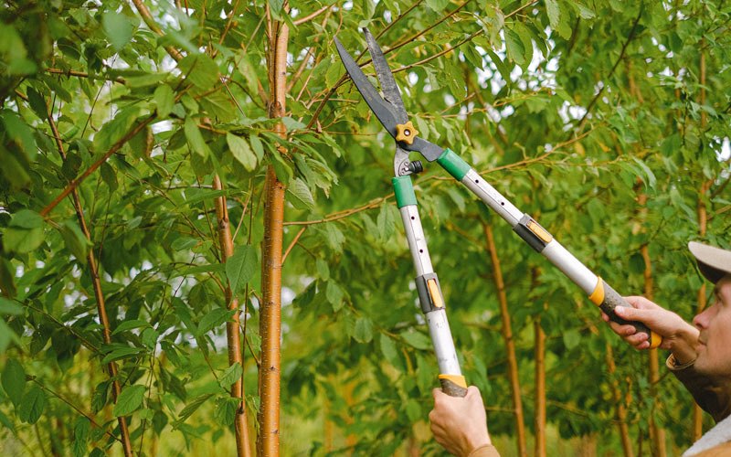 Tree trimming in Desmet, ID